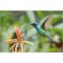 colibri-de-guadeloupe-tout-savoir-sur-ces-oiseaux-exotiques