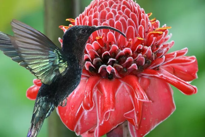 Colibri, rose caraïbe et merveille des Antilles - Couleurs Animales